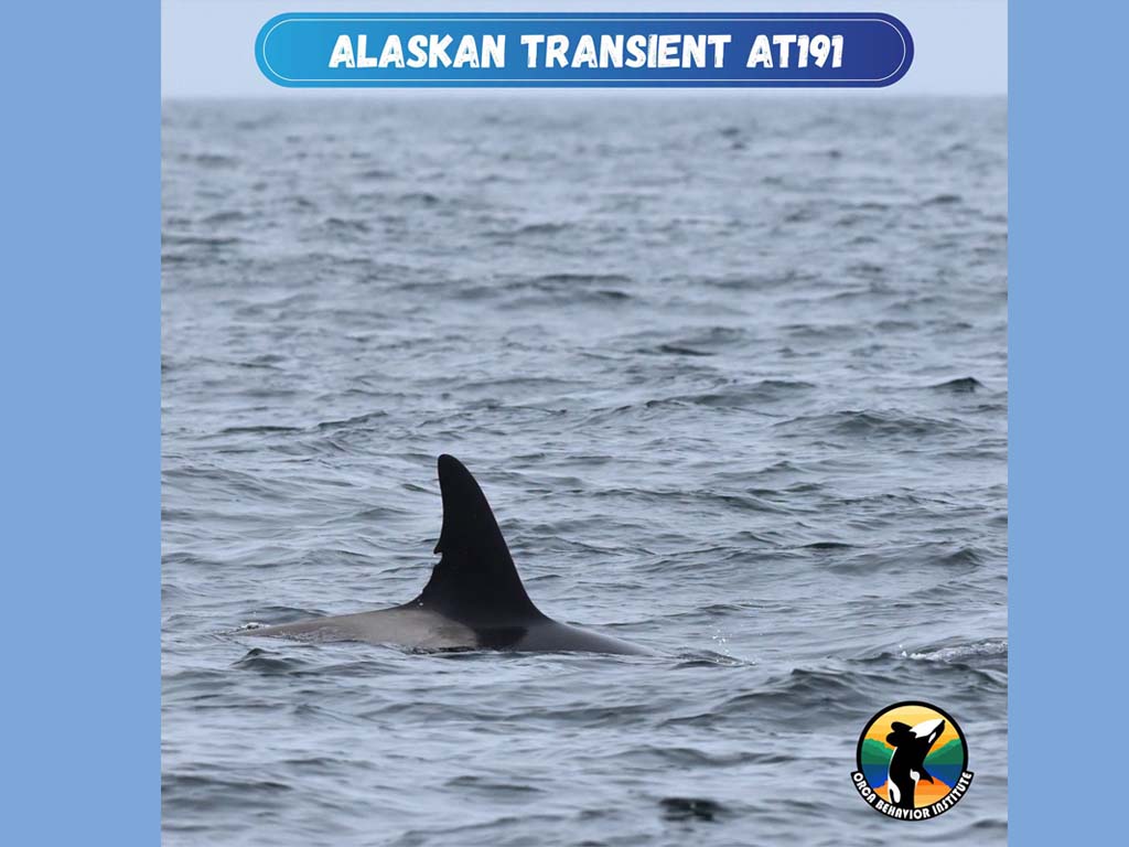 Orca Updates | Orca Behavior Institute